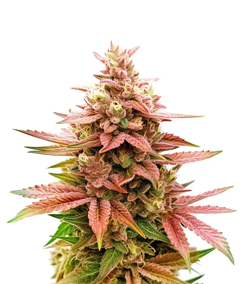 Pink Banana Runtz (Dutch Passion)
