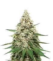 Super Lemon Haze (GHS)