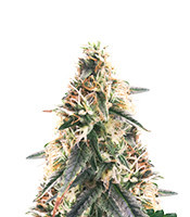 Super Skunk Auto (Garden of Green Seeds) Cannabis-Samen