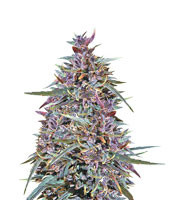 Purple Haze x Malawi (Ace Seeds) Cannabis-Samen