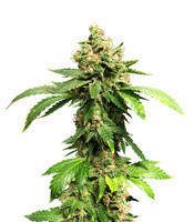 Zuri Widow (Genehtik Seeds) Cannabis-Samen