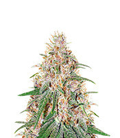 C-Vibez (Dutch Passion)