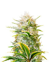 Gorilla Girl XL Auto feminisierte Samen (Sweet Seeds)
