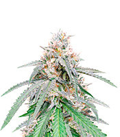 Green Crack Punch (Green Punch) (RQS) Cannabis-Samen