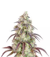 Lemon Pie Auto feminisierte Samen (Fast Buds)