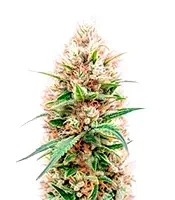 Power Bud (Blackskull Seeds) Cannabis-Samen