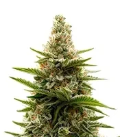 Tropicana Cherry (Barney's Farm)
