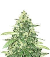 Vanilla Kush feminisiertes Saatgut (Barney's Farm)