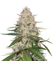 Blackwater strain