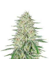 Pennywise regular (TGA Subcool Seeds / SubCool’s The Dank) Cannabis-Samen
