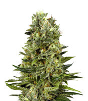 White Thunder (Kera Seeds) Cannabis-Samen