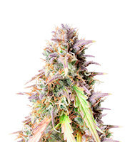 Blueberry Cookies Auto strain