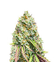 Gorilla Cookies feminisierte Samen (Seedstockers)