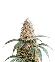 Amnesia Haze XL (Zambeza Seeds) Cannabis-Samen