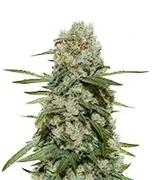 Super Silver Haze (GHS) Cannabis-Samen