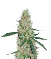 Exodus Kush (DNA Genetics) Cannabis-Samen