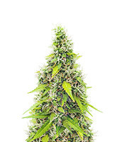Auto GG#4 Original Glue F1 feminisierte Samen (Seedkeepers)