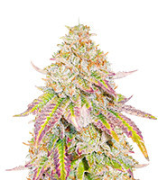 Grandaddy Banner feminisierte Samen (AlphaFem Seeds)