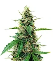 Amphetamine Auto (Cream of the Crop Seeds) Cannabis-Samen
