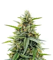 Gelato #33 Fast (Advanced Seeds)