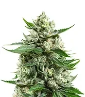 Medi Bomb 1 (Bomb Seeds) Cannabis-Samen