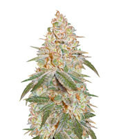 Auto Black Diesel (Advanced Seeds) Cannabis-Samen