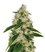 Kosher Kush (Reserva Privada) Cannabis-Samen