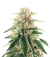 Gorilla Melon feminisierte Samen (Fast Buds)