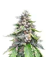 White Gold (Expert Seeds) Cannabis-Samen