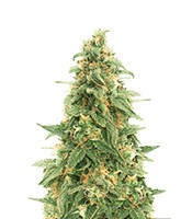 Zombie Death Fuck (BlimBurn Seeds) Cannabis-Samen