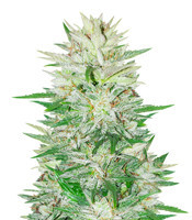 Green-O-Matic Auto (GHS) Cannabis-Samen