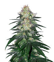 Fat Banana (RQS) Cannabis-Samen