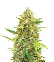 Auto Cinderella Jack (Dutch Passion) Cannabis-Samen