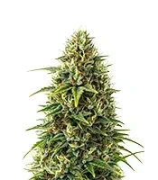 Granddaddy Purple (Royal Queen Seeds)
