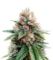 Sour Puss (Emerald Triangle Seeds) Cannabis-Samen