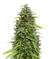 CBD Lemon Potion Auto (Barney's Farm) Cannabis-Samen