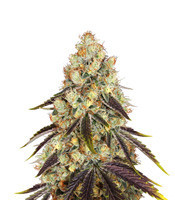 French Cookies (T.H. Seeds) Cannabis-Samen