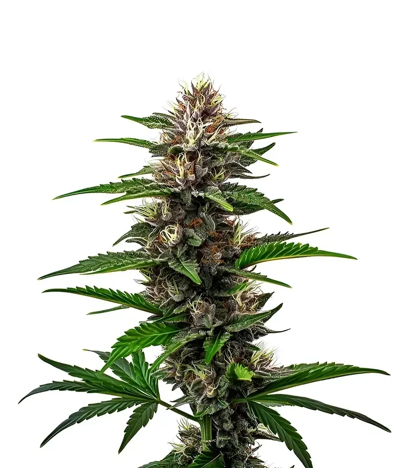 Fat Bastard (Blimburn Seeds)
