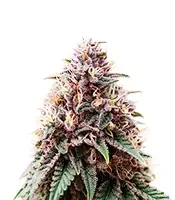 Soul Star (Dr. Underground) Cannabis-Samen