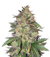 Sunset Sherbet (Pyramid Seeds) Cannabis-Samen