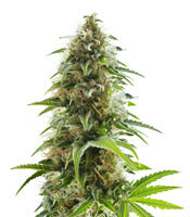 Alien Technology (Big Head Seeds) Cannabis-Samen