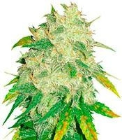 Il Diavolo Auto (Delicious Seeds) Cannabis-Samen