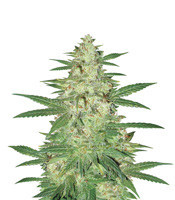 Tonic Ryder Auto (World of Seeds) Cannabis-Samen