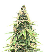 Critical Amnesia feminisierte Samen (AlphaFem Seeds)