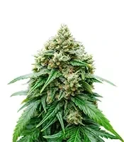 Auto White Widow XXL (00 Seeds)
