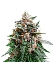 Black Berry OG (Emerald Triangle Seeds) Cannabis-Samen