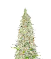 Bubble Gummy Auto feminisierte Samen (Ethos Genetics)