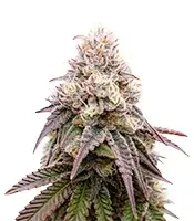 Kuchi (Devils Harvest Seeds) Cannabis-Samen