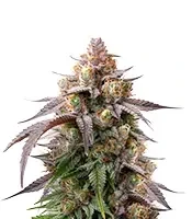Rainbow Melon feminisierte Samen (Fast Buds)