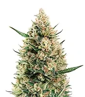 Sir Jack Auto (Exotic Seeds) Cannabis-Samen